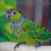Adorable Black Capped Conure Diamond Painting