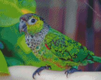 Adorable Black Capped Conure Diamond Painting