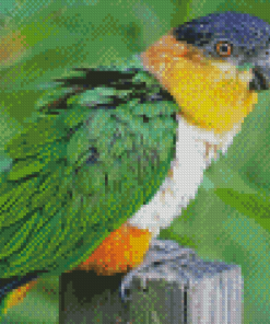 Lone Colorful Caique Bird diamond painting