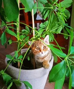 Cat Sitting On Potted Plant Diamond Paintings