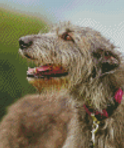 Close Up Irish Wolfhound Diamond Painting