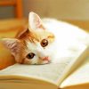 Cute Cat And Books Diamond Paintings