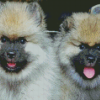 Keeshond Puppies Diamond Painting