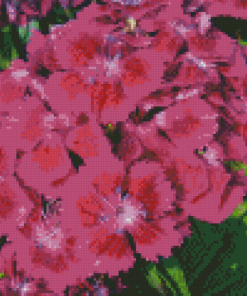 Pink Sweet William Flowers Diamond Paintings