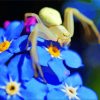 Spider On Forget Me Nots Flowers Diamond Painting