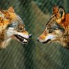 Wolves Face To Face Diamond Painting