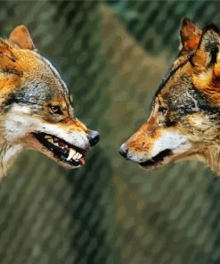 Wolves Face To Face Diamond Painting