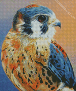 American Kestrel Bird Art Diamond Painting