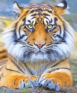 Beautiful Tiger Eyes Adulr Diamond Painting