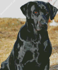 Black Lab Dog Diamond Painting