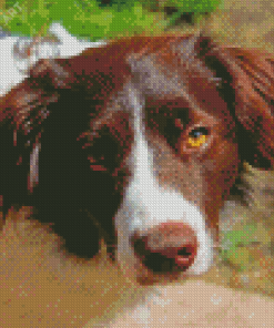 Brown Sprollie Dog Diamond Painting