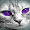 Cat With Violet Eyes Diamond Painting