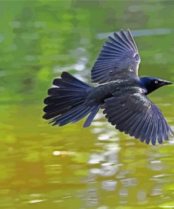 Common Grackle Flying Diamond Painting