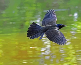 Common Grackle Flying Diamond Painting