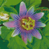 The Passionflower Plant Diamond Painting