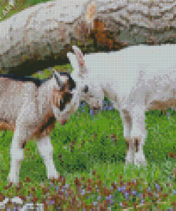 Cute Baby Goats Diamond Painting