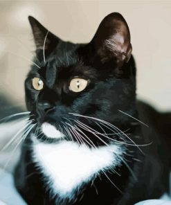 Tuxedo Cat Pet Diamond Painting