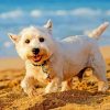 West Highland White Terrier Dog On The Beach Diamond Painting