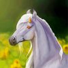 White Horse With Sunflowers Diamond Painting