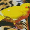 Yellow Kakariki Bird Diamond Painting