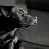 Black Patterdale Terrier Diamond Painting