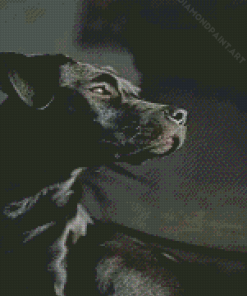 Black Patterdale Terrier Diamond Painting