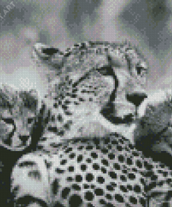 Black And White Cheetahs Diamond Paintings