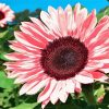 Blooming Pink Sunflower Diamond Paintings