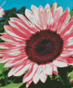 Blooming Pink Sunflower Diamond Paintings