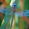 Blue Dragonfly Diamond Painting