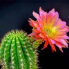 Cactus And Flower Diamond Paintings