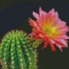 Cactus And Flower Diamond Paintings