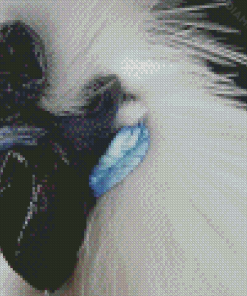Close Up Silkie Chicken Diamond Painting