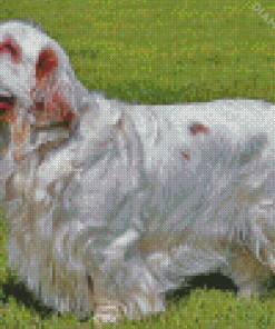 Clumber Spaniel Dog Diamond Painting