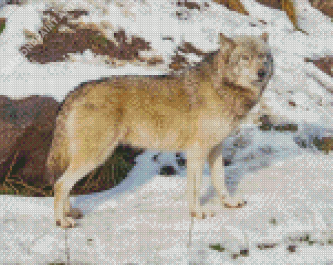 Eastern Wolf In Snow Diamond Paintings