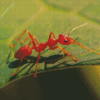 Fire Ant Insect Diamond Painting