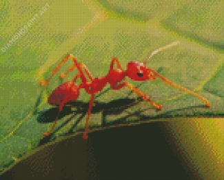 Fire Ant Insect Diamond Painting