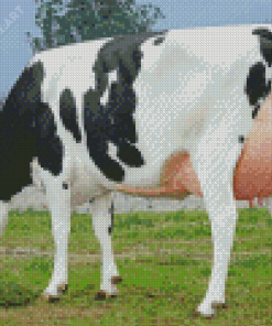 Holstein Friesian Cattle Diamond Painting
