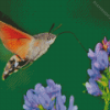 Hummingbird Hawk Moth Diamond Paintings