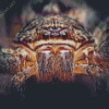 Huntsman Spider Face Diamond Painting