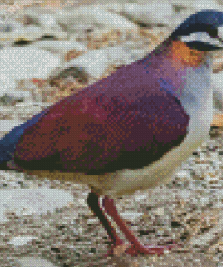Purple Dove Bird Diamond Paintings