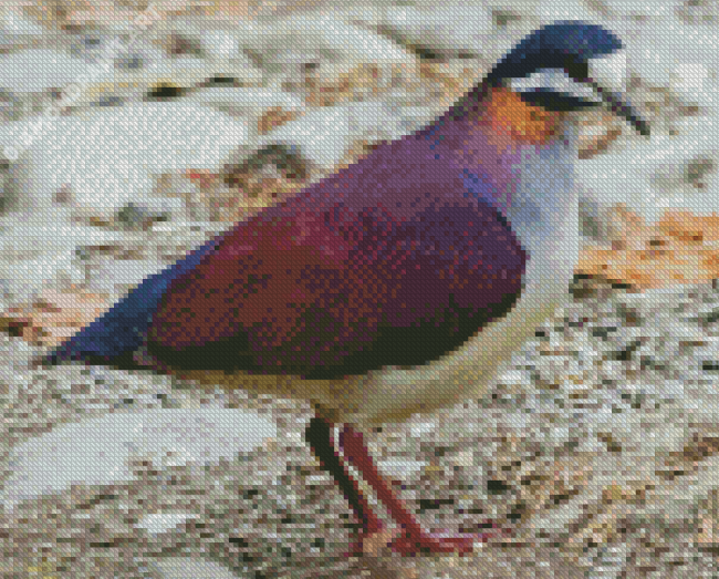 Purple Dove Bird Diamond Paintings