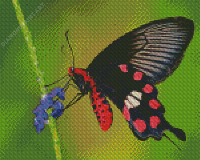 Rose Butterfly Pachliopta Diamond Painting