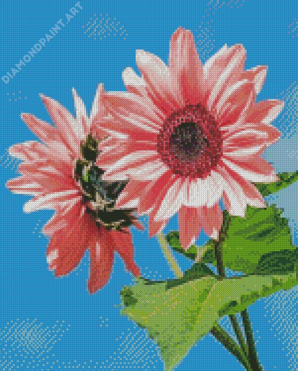 Two Pink Sunflowers Diamond Paintings