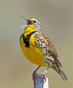 Western Meadowlark Bird Diamond Painting
