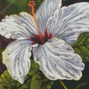 White Hibiscus Diamond Paintings
