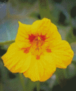 Yellow Nasturtium Plant Diamond Paintings