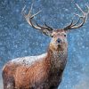 Adorable Deer In Snow Diamond Paintings