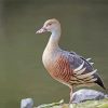 Adorable Whistling Duck Diamond Painting
