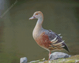 Adorable Whistling Duck Diamond Painting